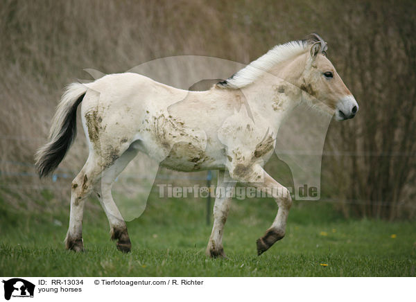 junge Norweger / young horses / RR-13034