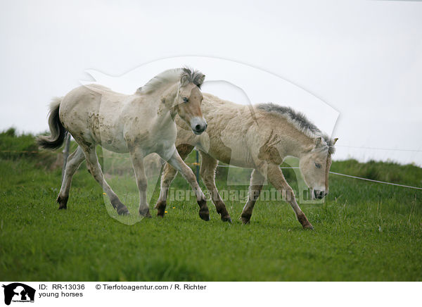 junge Norweger / young horses / RR-13036