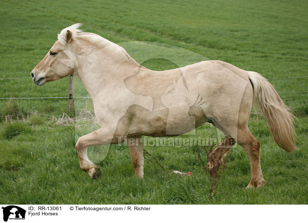 Fjordpferd / Fjord Horses / RR-13061