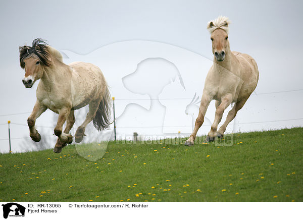 Fjordpferde / Fjord Horses / RR-13065