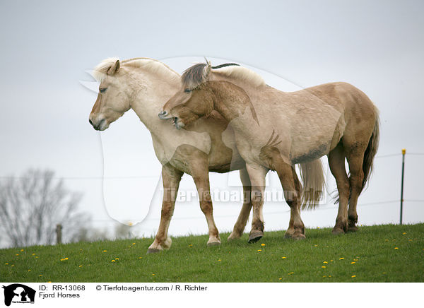 Fjordpferde / Fjord Horses / RR-13068