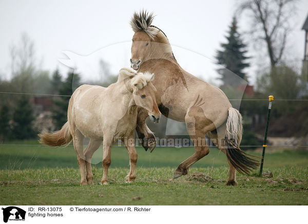 kmpfende Fjordpferde / fighting horses / RR-13075