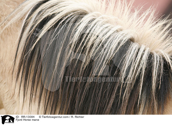 Fjordpferd Mhne / Fjord Horse mane / RR-13084