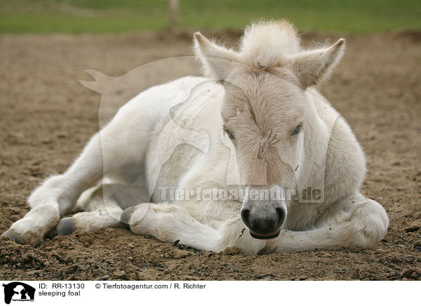 schlafendes Fjordpferde Fohlen / sleeping foal / RR-13130