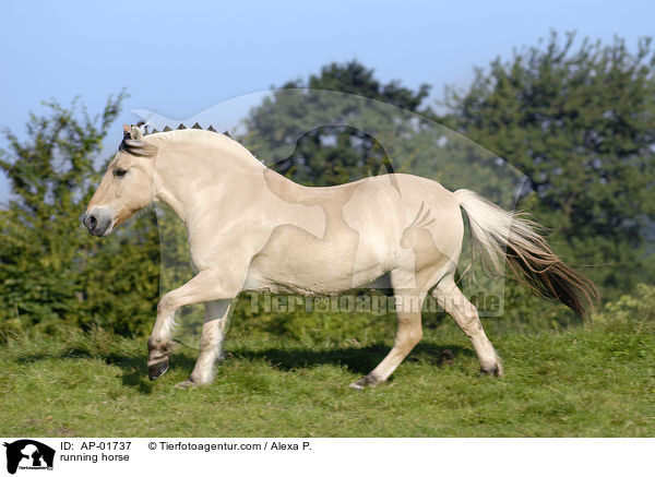rennendes Fjordpferd / running horse / AP-01737