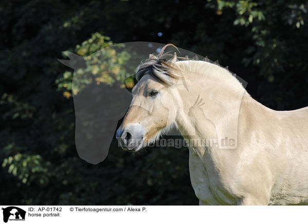 Fjordpferd Portrait / horse portrait / AP-01742