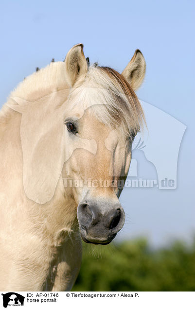 Fjordpferd Portrait / horse portrait / AP-01746
