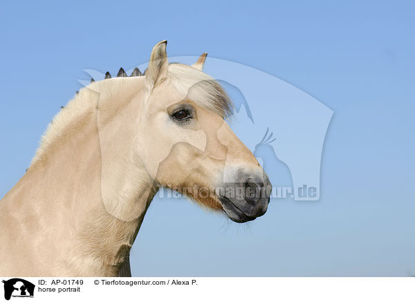 horse portrait / AP-01749