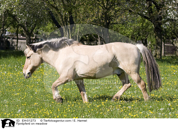 Fjordpferd auf Weide / Fjordpferd on meadow / EH-01273