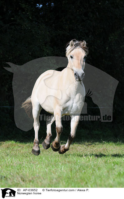 Fjordpferd / Norwegian horse / AP-03652