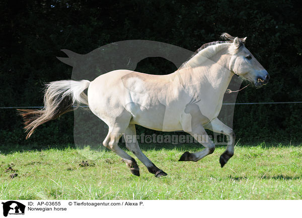 Fjordpferd / Norwegian horse / AP-03655