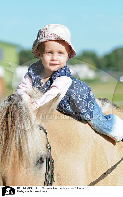 Kleinkind auf Fjordpferd / Baby on horses back / AP-03661