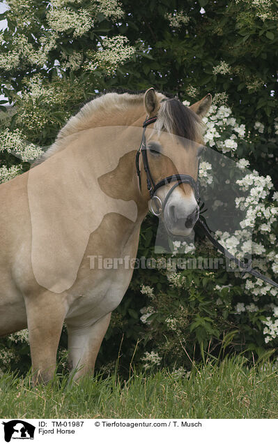 Fjordpferd / Fjord Horse / TM-01987