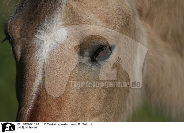 old fjord horse / BES-01098