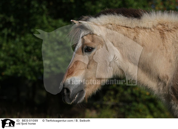 old fjord horse / BES-01099