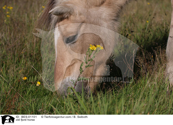 old fjord horse / BES-01101