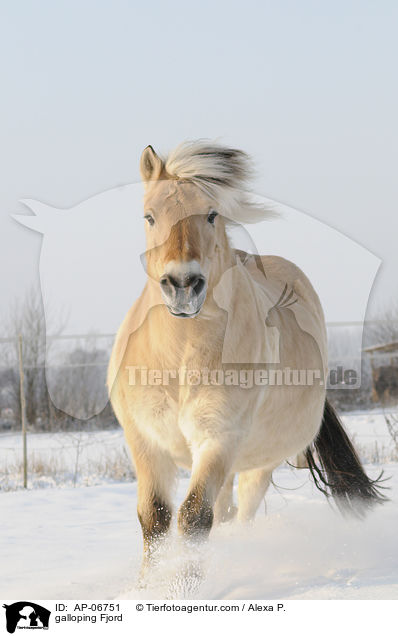galloping Fjord / AP-06751