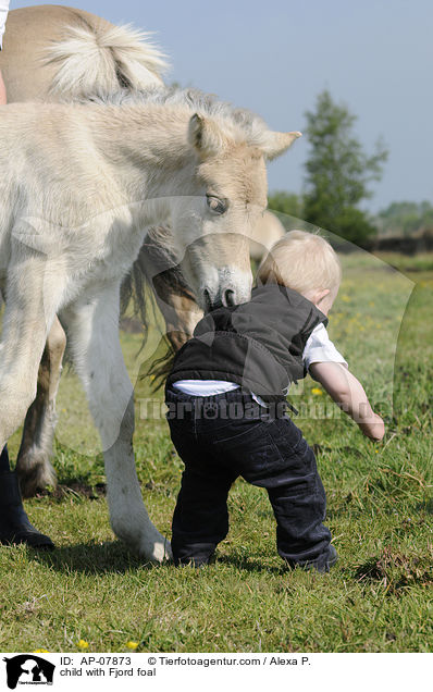 Kind mit Fjordpferd Fohlen / child with Fjord foal / AP-07873