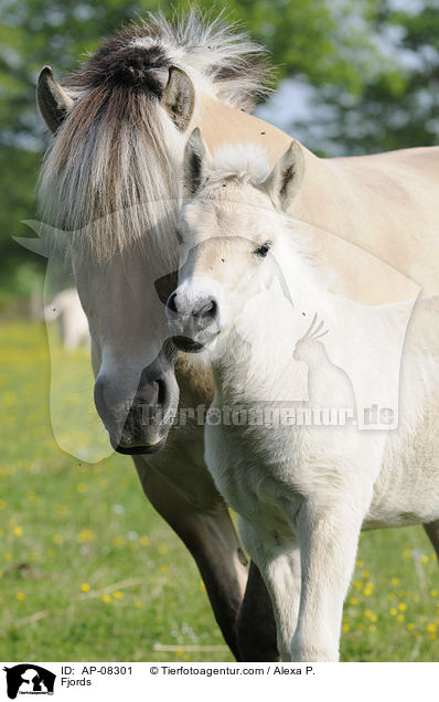 Fjordpferde / Fjords / AP-08301