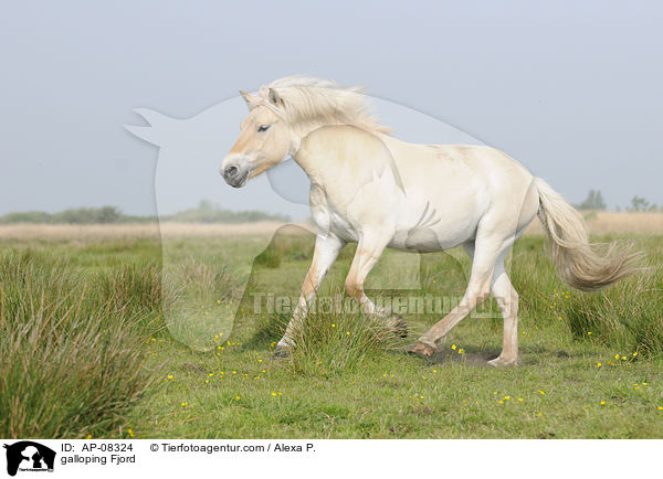 galloping Fjord / AP-08324