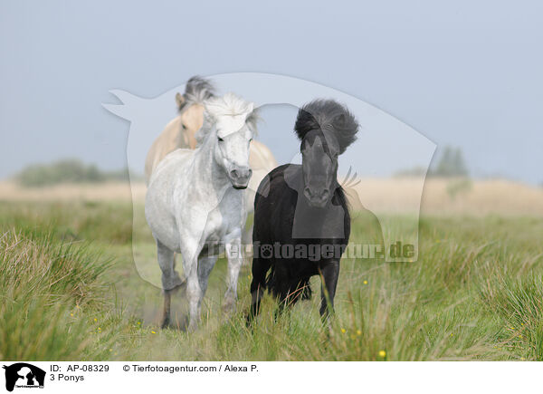 3 Ponys / AP-08329