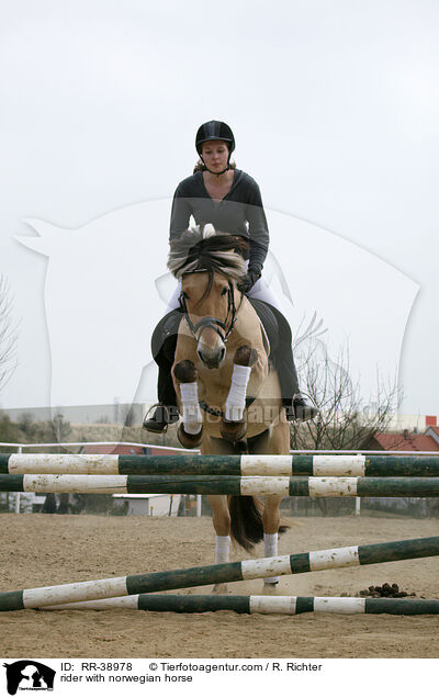 Reiterin auf Fjordpferd / rider with norwegian horse / RR-38978