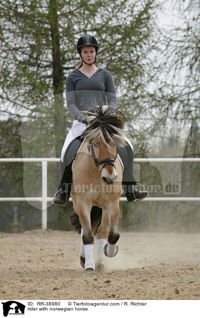 Reiterin auf Fjordpferd / rider with norwegian horse / RR-38980