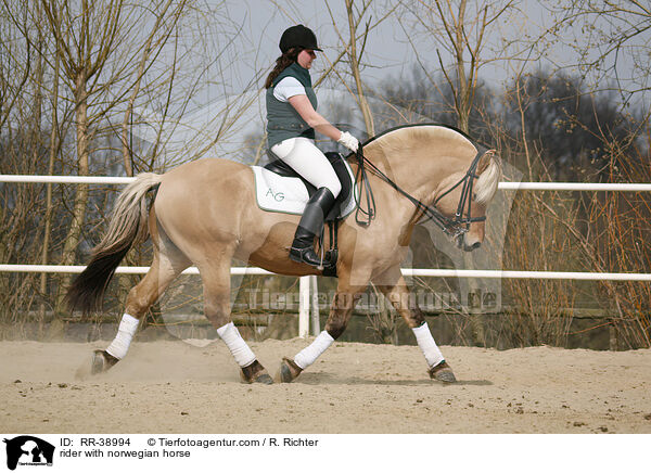 Reiterin auf Fjordpferd / rider with norwegian horse / RR-38994