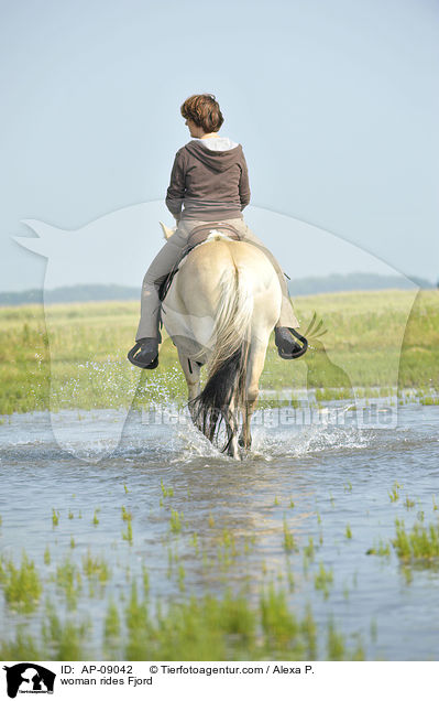 Frau reitet Fjordpferd / woman rides Fjord / AP-09042