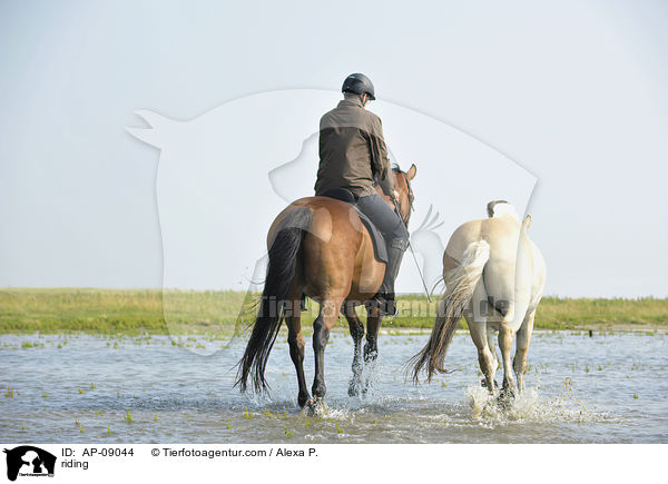 Ausritt / riding / AP-09044