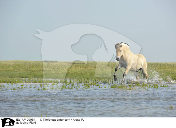 galloping Fjord / AP-09051