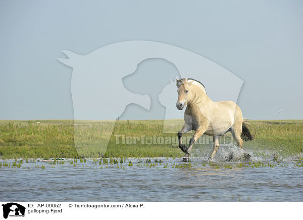 galoppierendes Fjordpferd / galloping Fjord / AP-09052