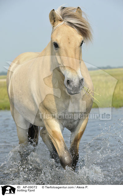 trotting Fjord / AP-09072