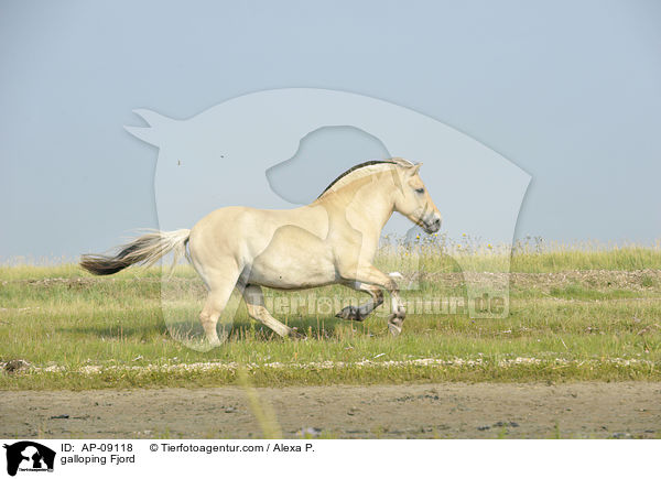 galloping Fjord / AP-09118