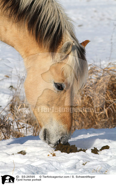 Fjordpferd Portrait / Fjord horse portrait / SS-26595