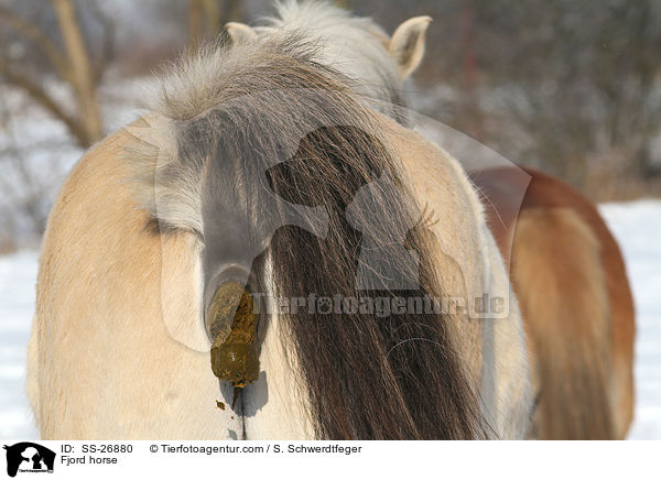 ppelndes Fjordpferd / Fjord horse / SS-26880