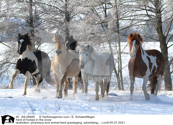 herd of horses in the snow / SS-26885