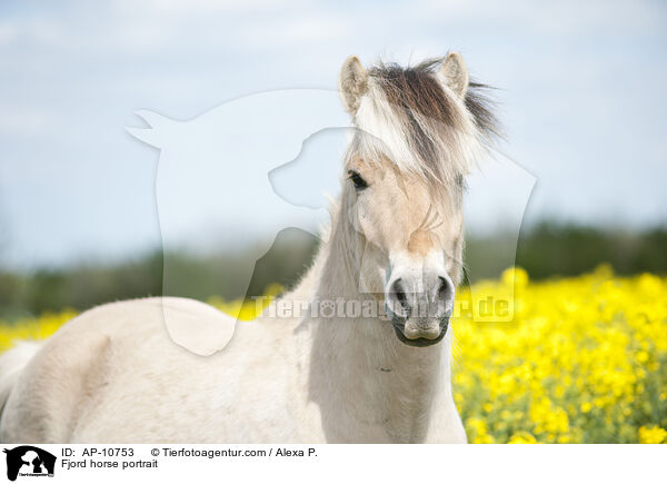 Fjord horse portrait / AP-10753
