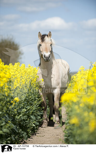 Fjord horse / AP-10756