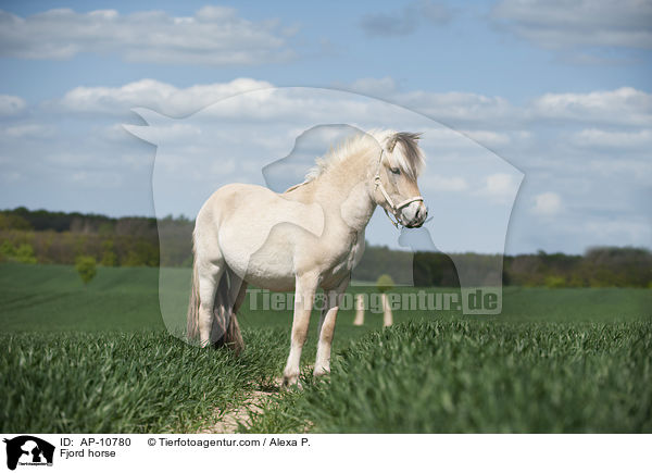 Fjord horse / AP-10780