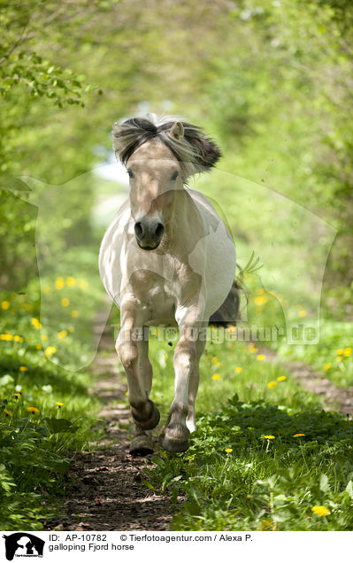 galloping Fjord horse / AP-10782