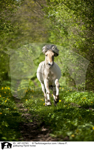 galloping Fjord horse / AP-10783