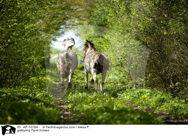 galloping Fjord horses / AP-10784