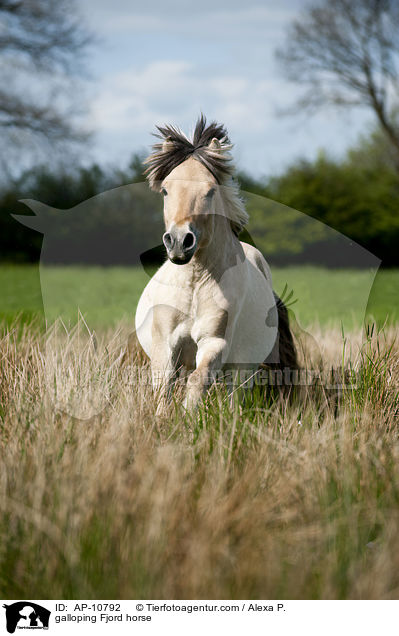 galloping Fjord horse / AP-10792