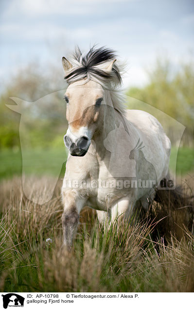 galloping Fjord horse / AP-10798