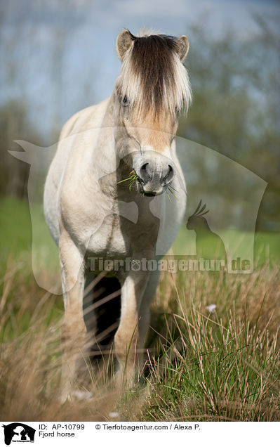 Fjord horse / AP-10799