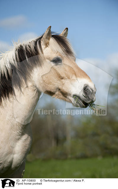 Fjord horse portrait / AP-10800