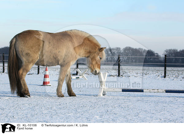 Fjordpferd / Fjord horse / KL-10106