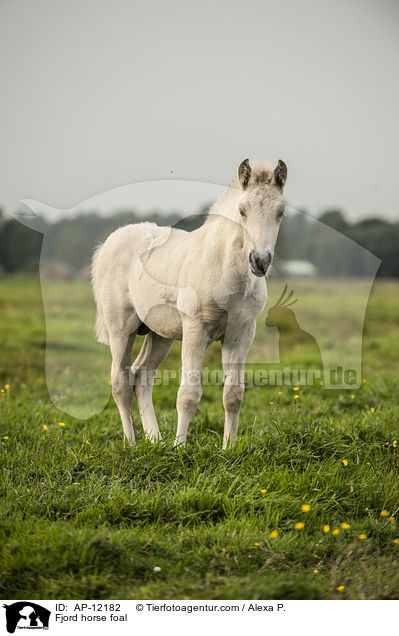 Fjord horse foal / AP-12182
