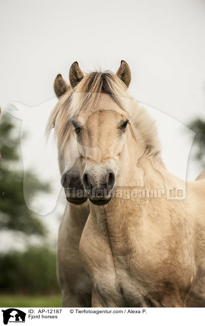 Fjord horses / AP-12187